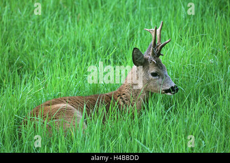 Il capriolo (Capreolus capreolus), anello di filo metallico di corna, giacente in erba, Austria Inferiore, Austria Foto Stock