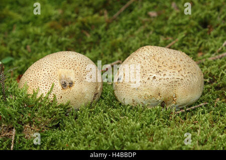 Earthball (Scleroderma citrinum), Algovia, Baviera, Germania Foto Stock
