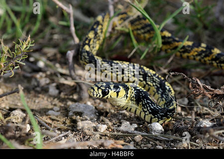 I capretti pollo tropicali Snake (spilotes pullatus), Corozal District, Belize Foto Stock