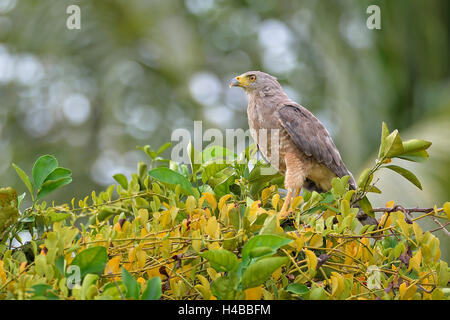 Appollaiato sul ciglio della strada (hawk rupornis magnirostris), Corozal District, Belize Foto Stock