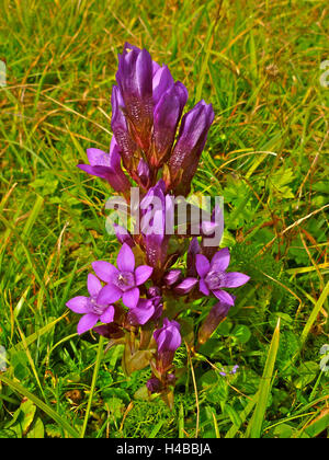 In Germania, in Baviera, vicino a Mittenwald, Chiltern genziana Foto Stock