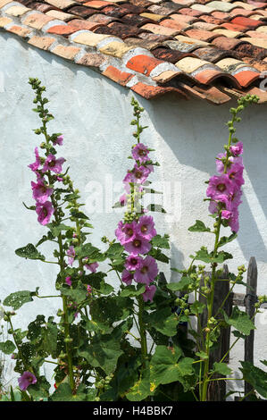 Rosa in fiore hollyhocks (Alcea rosea) contro la casa outerwall, Vandee, Francia Foto Stock