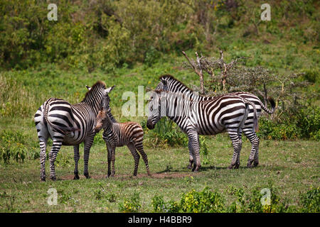 Famiglia Zebra (Equus quagga) compresi madre con animale giovane, Parco Nazionale di Arusha, Tanzania Foto Stock
