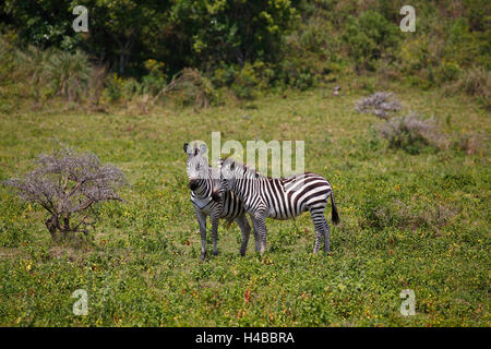 Due zebre (Equus quagga) tra la bussola, Parco Nazionale di Arusha, Tanzania Foto Stock