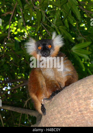 Una femmina di lemure nero (il Eulemur macaco), a nord del Madagascar Madagascar Foto Stock