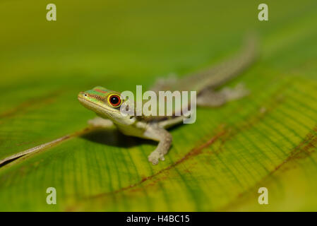 Giorno rivestito gecko (Phelsuma lineata) sulla lamina Ranomafana, orientale, Madagascar Madagascar Foto Stock