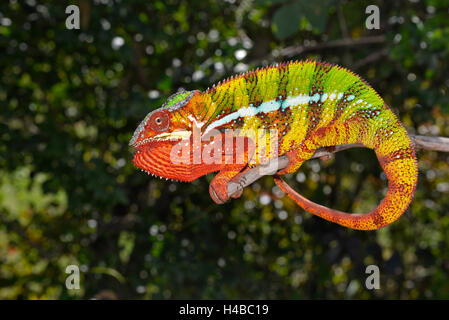 Un maschio di panther chameleon (Furcifer pardalis), nelle foreste di Ambilobe, nel nord-ovest del Madagascar Madagascar Foto Stock