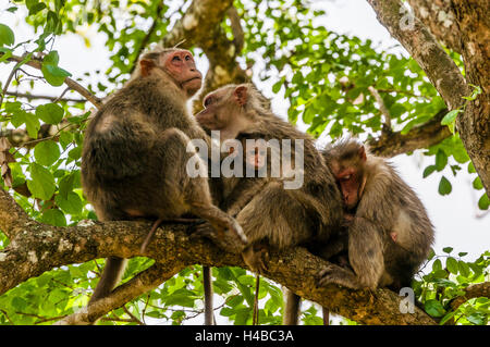 Macachi Rhesus (macaca mulatta) seduto rannicchiato sul ramo di albero, Mudumalai National Park e il santuario della fauna selvatica, Tamil Nadu Foto Stock