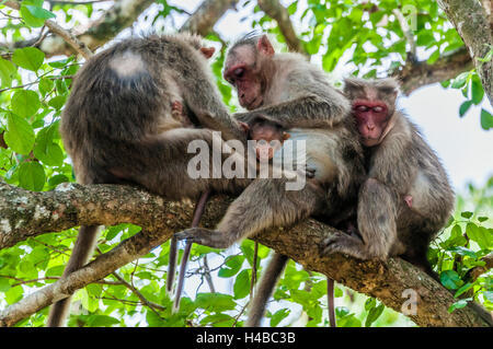 Macachi Rhesus (macaca mulatta) seduto sul ramo, delousing ogni altro, Mudumalai National Park e il santuario della fauna selvatica Foto Stock
