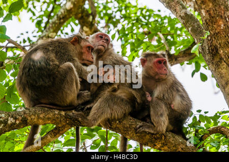 Macachi Rhesus (macaca mulatta) seduto rannicchiato sul ramo di albero, guardando curioso, Mudumalai National Park e il santuario della fauna selvatica Foto Stock