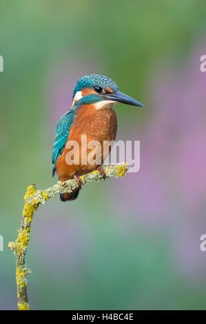 Giovani Kingfisher (Alcedo atthis), maschio, arroccato, Hesse, Germania Foto Stock