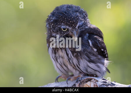 Northern Pygmy-Owl, (Glaucidium gnoma). feriti istruzione animale con Wildlife Rescue Inc., New Mexico. Foto Stock