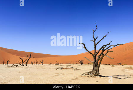 Gli alberi morti in Dead Vlei, Sossusvlei, Namib Desert, Namib-Naukluft National Park, Namibia Foto Stock