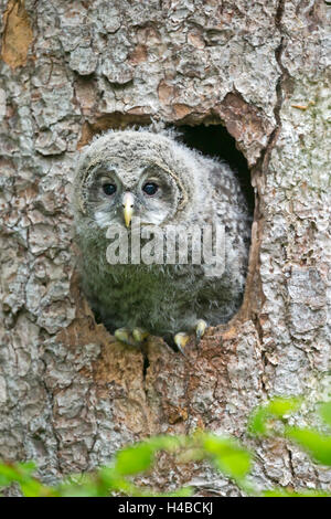 Giovani allocco degli Urali, (Strix uralensis), guardando fuori dalla grotta di nesting, Baviera, Germania Foto Stock