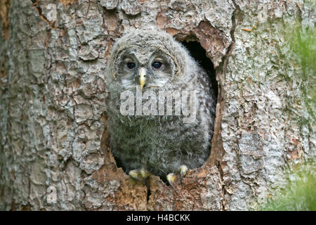 Giovani allocco degli Urali, (Strix uralensis), guardando fuori dalla grotta di nesting, Baviera, Germania Foto Stock