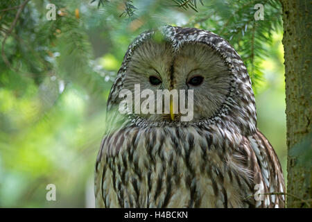 Adulto allocco degli Urali, (Strix uralensis), Baviera, Germania Foto Stock
