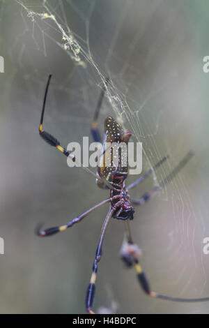 Golden orb-web spider nella ragnatela Foto Stock