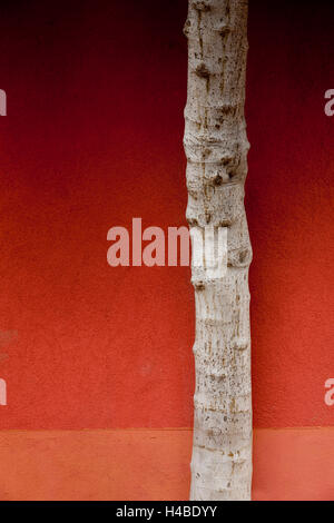 Tronco di albero nella parte anteriore della parete rossa di una casa Foto Stock