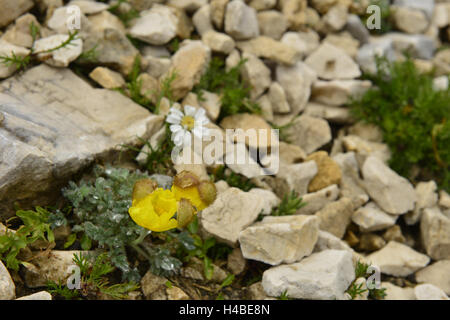 Alpi Retiche il papavero Foto Stock