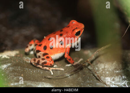 Strawberry poison dart frog Dendrobates pumilio Foto Stock