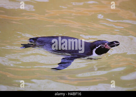 Pinguini Humboldt, nuoto, Spheniscus Humboldti Foto Stock