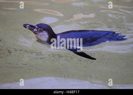 Pinguini Humboldt, nuoto, Spheniscus Humboldti Foto Stock