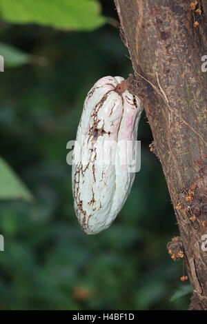 Albero di cacao con frutti Theobroma cacao Foto Stock