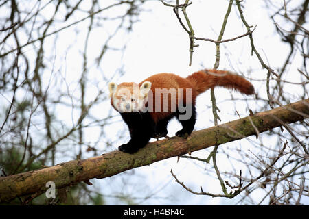 Panda rosso acceso sul tronco, Ailurus fulgens Foto Stock