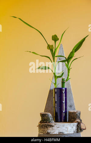 Lucky bamboo, Dracaena sanderiana, decorazione, disposizione Foto Stock