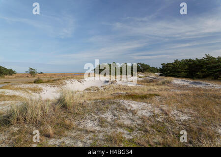 Grande duna coerente le aree all'Darßer Ort in Pomerania occidentale Area Laguna National Park, Germania Foto Stock