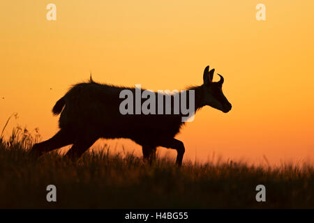 Il camoscio / camosci / Gaemse ( Rupicapra rupicapra ) all'alba in un prato di montagna, rosso-arancione retroilluminato, pieno di atmosfera. Foto Stock