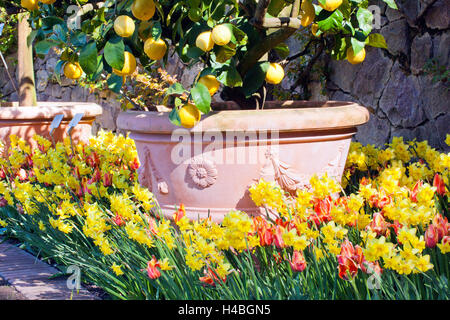 Lemon Tree in aiuola Foto Stock