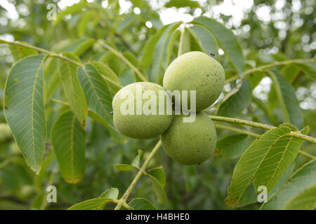 Vero legno di noce, Juglans regia, frutti, diramazione appendere, immaturi, Foto Stock