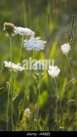 Wild carota in un prato, close-up, Foto Stock