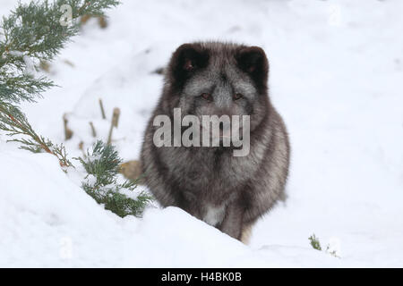 Ice Cream fox in inverno, Foto Stock