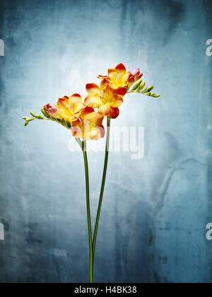 Fresia, fiori, fiori, germogli, still life, rosso, giallo, blu Foto Stock