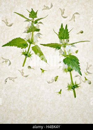 Deadnettle, Lamium album, levetta, foglie, fiori, verde, bianco Foto Stock