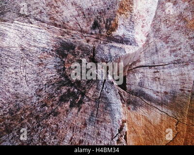 Closeup shot del nucleo interno di tagliare il legno vecchio texture, che mostra linee, crepe e macchie Foto Stock