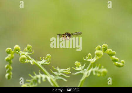 Lana europea carda bee, Anthidium manicatum, in volo Foto Stock