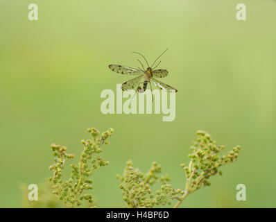 Comune, scorpionfly Panorpa communis, in volo Foto Stock