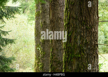 Tronchi di albero aspens, Populus tremula, moss-OGGETTO Foto Stock