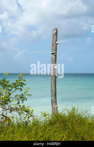 Repubblica Dominicana, est, Bayahibe, Parque Nationwide del estone, costa nel modo per il pit Cueva del Punta (anche cucchiaio Puente) Foto Stock