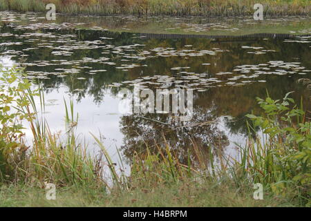 Acqua scura in stagno coperto di foglie di lotus in autunno caldo giorno Foto Stock
