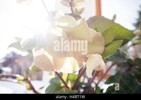 Veratro verde in presenza di luce solare, Helleborus orientalis Foto Stock