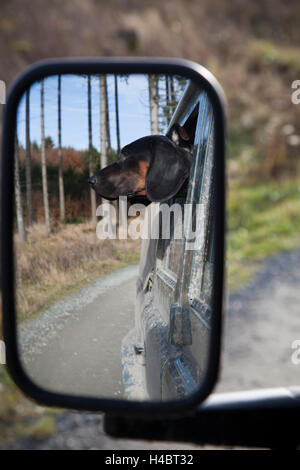 Testa di cane di un segugio polacco guardando fuori della finestra Foto Stock