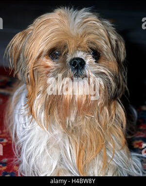 Shih-Tzu, ritratto, Foto Stock