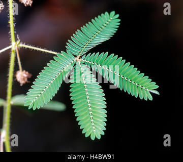 Impianto sensibili, Mimosa pudica, pinnate foglie, unirritated membro Foto Stock