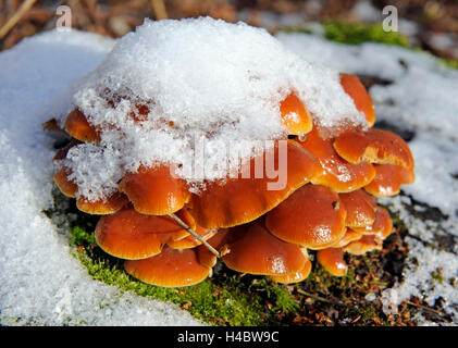 Cappuccio in mattoni, un fungo commestibile, Hypholoma sublateritium, crescendo anche in inverno sulla coperta di neve albero a foglie decidue monconi Foto Stock