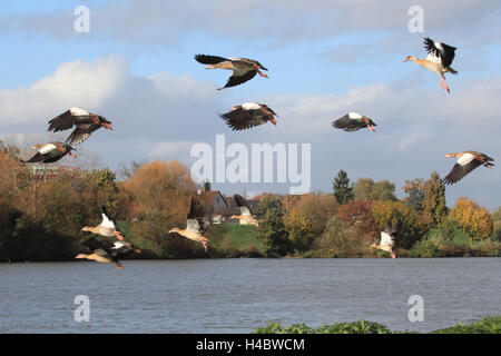 Flying oche egiziane al fiume Neckar vicino Edingen Alopochen aegyptiacus Foto Stock