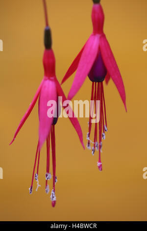 Fuchsia, fiorisce Foto Stock